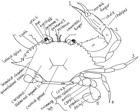 Blue Crab Internal Anatomy