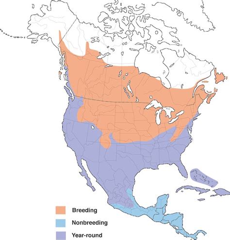 Essay no. 1, Killdeer — Montana Bird Advocacy