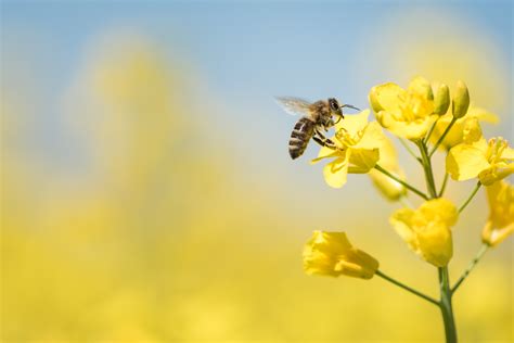 Bees Pollinate Flowers Because | Best Flower Site