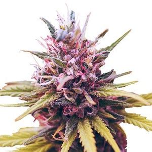 Feminized Cannabis Seeds For Sale. | Cannabis Seeds USA