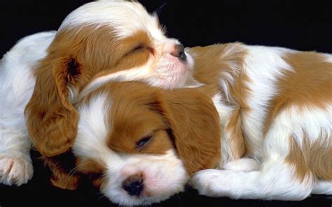 Little Sweethearts - Puppies Wallpaper (22410136) - Fanpop