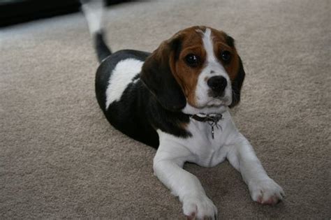 Beaglier (Beagle x Cavalier King Charles Spaniel Mix) Temperament, Puppies, Pictures