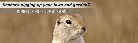 Gopher Removal & Control Madison WI - AAAC Wildlife Removal