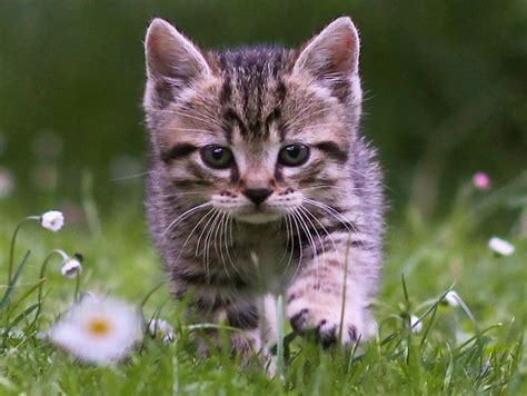 Cute Tabby Kitten Wallpaper | Free Kitten Downloads