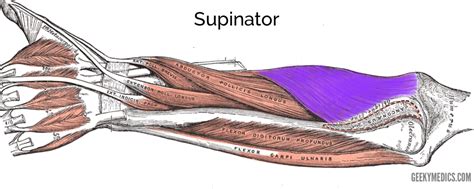 Muscles of the Posterior Forearm | Anatomy | Geeky Medics