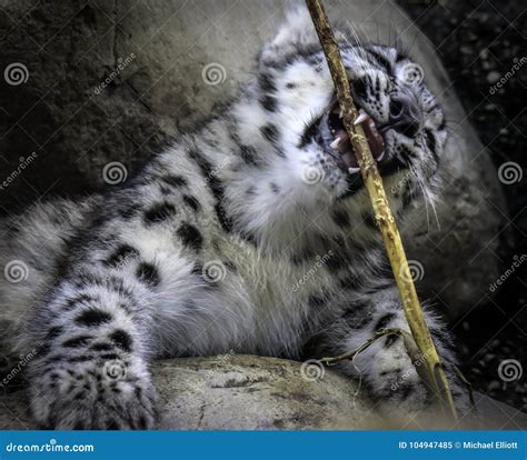 Snow Leopard Cub Playing stock image. Image of feline - 104947485