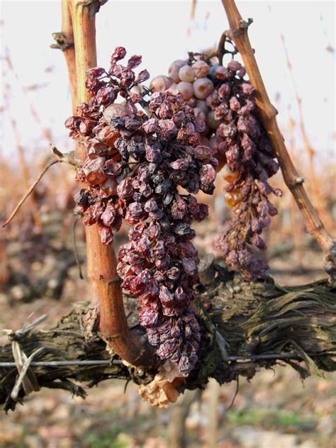 Tokaji Aszu "Raisin wine" grapes Free Photo Download | FreeImages