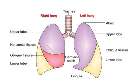 Lungs - Anatomy QA