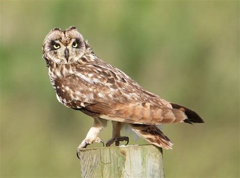 “Hawaiian Short-eared Owl” – birdfinding.info