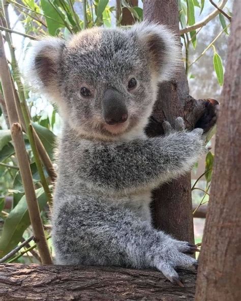 koala on Instagram: “Adorable little fur ball.😍 . . #koala # ...