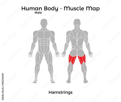 Male Human Body - Muscle map, Hamstrings. Vector Illustration - EPS10 ...