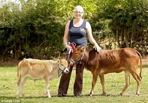 The mini moos: Tiny breed of cows that grow to just three feet tall ...