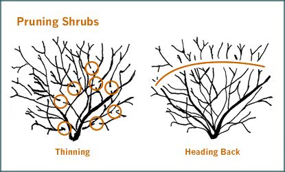 Winter Pruning is the new Black