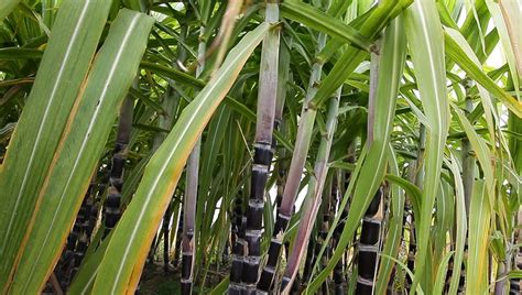 Purple Sugar Cane Plant In The Field Stock Footage Video 5054825 ...