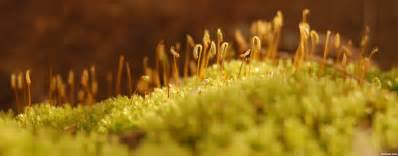 moss/lichen | Photography contests, Nature pictures, Photography pictures