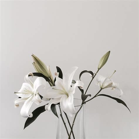 White Lily Flower Aesthetic Ideas – Mdqahtani