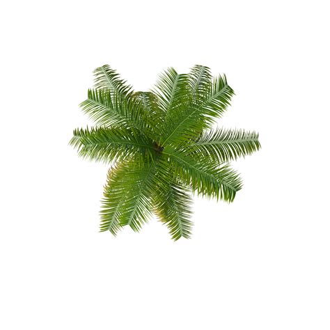 Download Palm Tree Top PNG Image for Free | Tree photoshop, Trees top ...