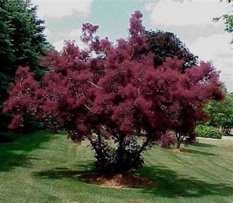 Royal Purple Smoke Tree Cotinus Coggyria 1 Gallon Potted | Etsy in 2021 ...