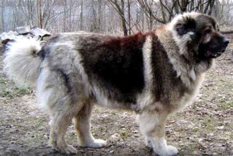 Caucasian Shepherd Dog Breed Information, Images, Characteristics, Health