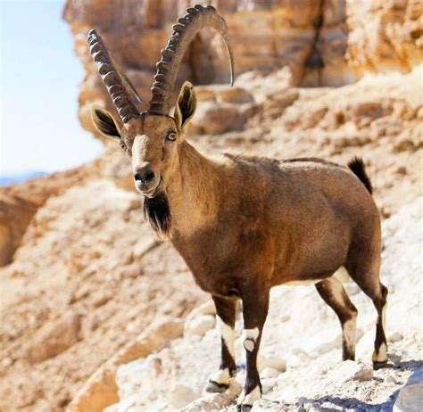 Nubian Ibex Ibex, Nubian, Hooves, The Mountain, Geography, Conservation, Goats, Wildlife, Nature