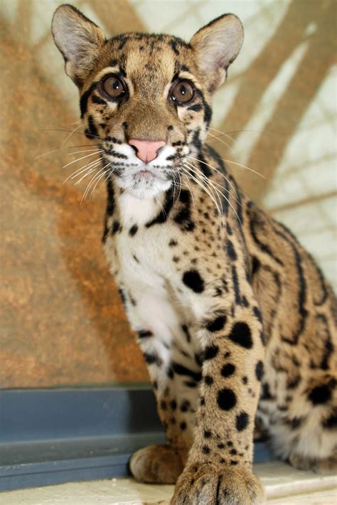 Paws to Consider: More Clouded Leopard Cub Photos