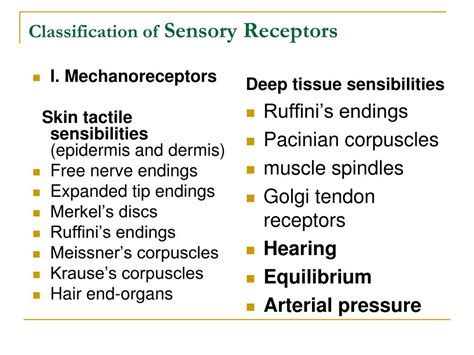 PPT - Sensory receptors PowerPoint Presentation, free download - ID:4168439