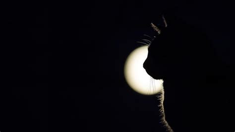 Online crop | HD wallpaper: cat, full moon, black, darkness, moonlight, silhouette, phenomenon ...