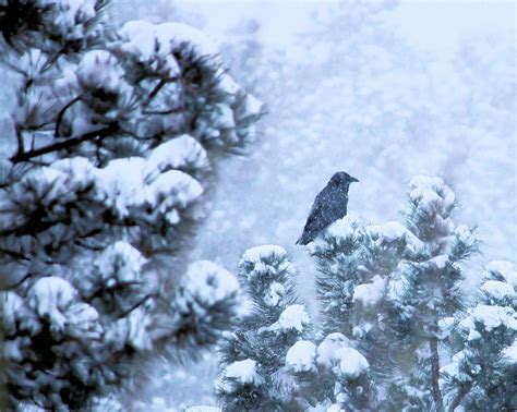 Snow Raven Photograph by Wade Waldrup