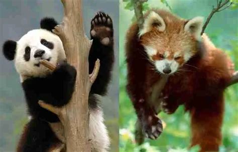 Giant Pandas vs Red Pandas (5 Main Differences)