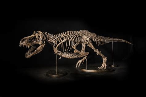 T. Rex Fossil Is Expected to Grab up to $25 Million at Christie’s Asia | Penta