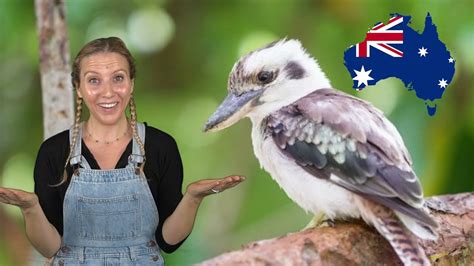 Kookaburra | EASY Australian Songs for Kids - YouTube