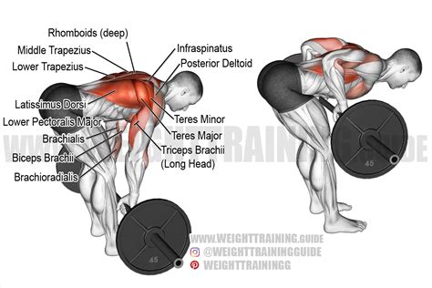 Barbell Row Muscles