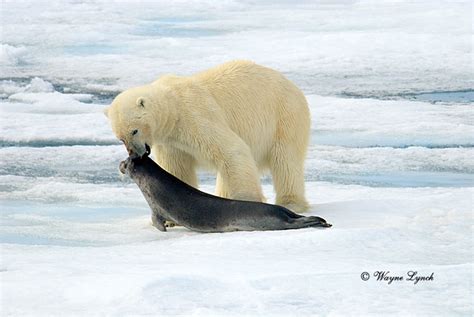 Dr. Wayne Lynch Canada's Wildlife Specialist