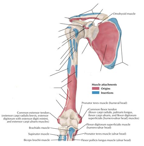 Scapula + humerus: muscle attachments Diagram | Quizlet