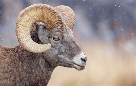 Photo Wallpaper Face, Horns, Ram, Animal - Ram Animal Face - 1332x850 ...