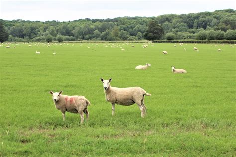 Hike through Oxfordshire Countryside, England