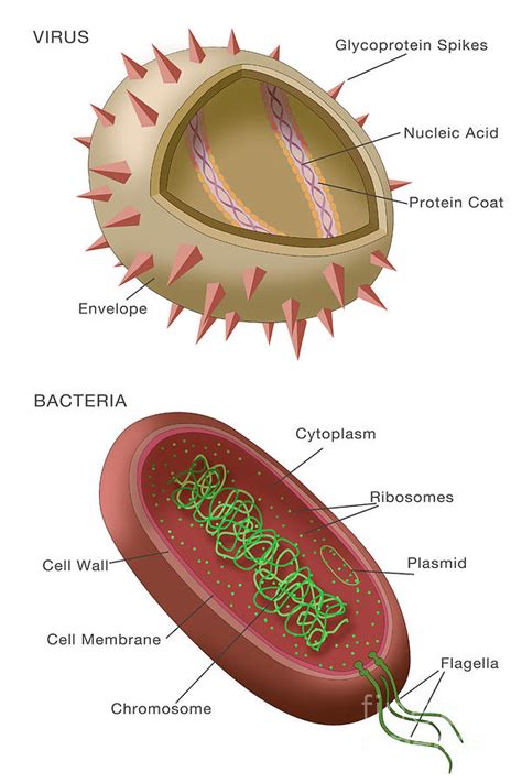 Virus And Bacteria Diagram Photograph by Monica Schroeder - Pixels