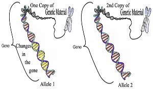 Allele Definition: Lesson for Kids | Study.com