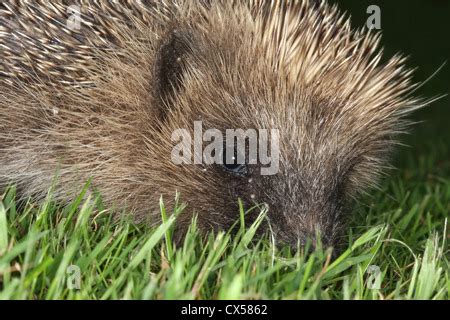 Hedgehog infested with ticks Stock Photo: 50518093 - Alamy