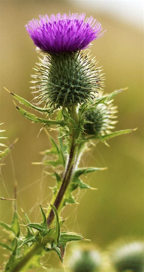 Pin on Flowers