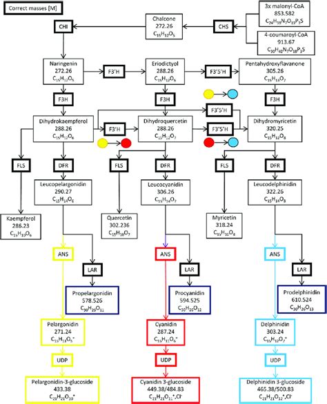 | The anthocyanin biosynthesis pathway and side branches. Chalcone ...