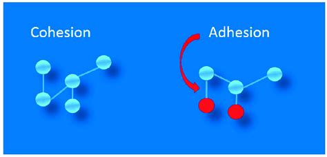 Schematic diagram showing the physicochemical principles of adhesion ...