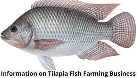 Easy 10 Steps for Tilapia Fish Farming - NSFARMHOUSE