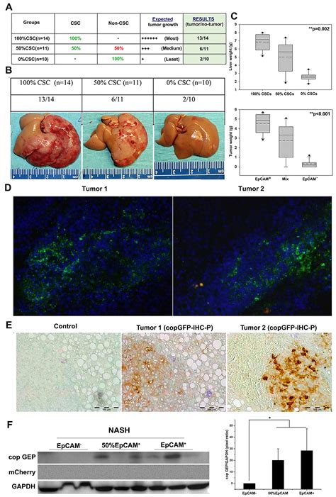 Carcinogenetic initiation contributed by EpCAM+ cancer cells in orthotopic HCC models of ...