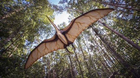 A Living Texas Thunderbird or a Giant Myth?