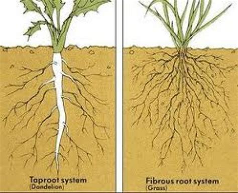 How are Taproots and Fibrous Roots Different - Pediaa.Com