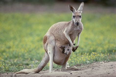 Kangaroo: Habitat, Behavior, and Diet