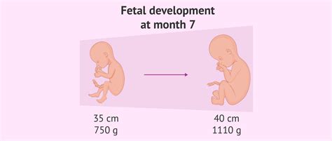 Fetal Development Month 7