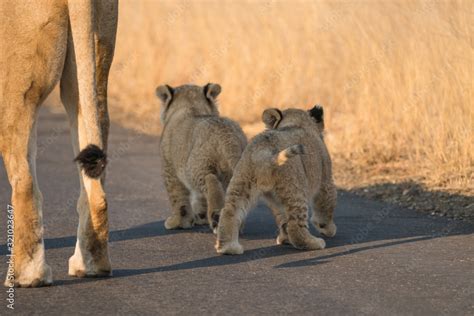 lion cubs in the wild Stock Photo | Adobe Stock