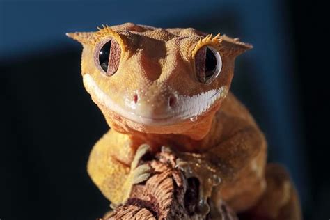 Crested Gecko Care Sheet, Habitat, Tank Set Up & Diet - Everything Reptiles